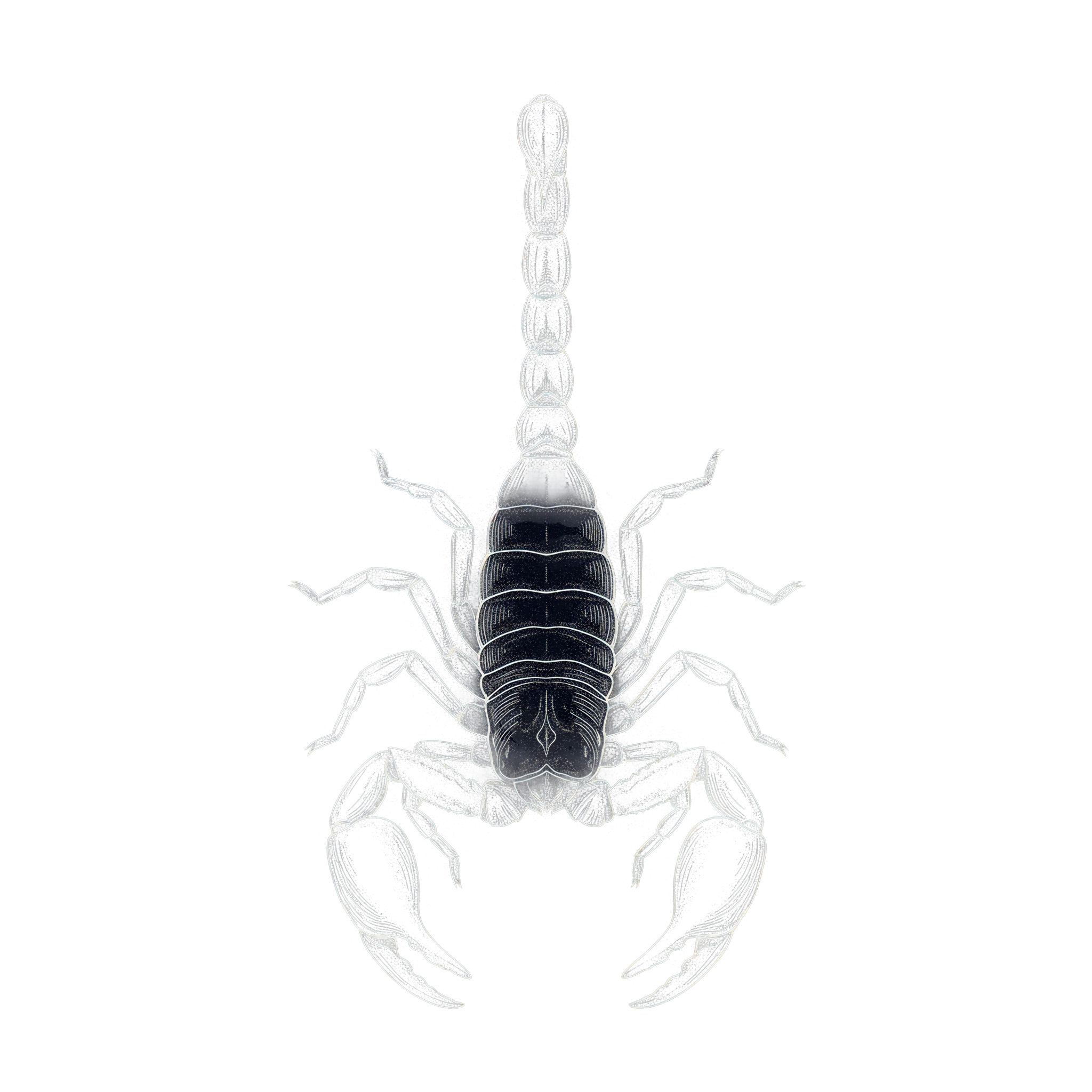 Escorpio